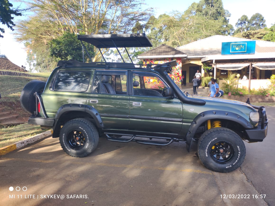 Safari wildlife
